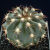 Discocactus_woutersianus